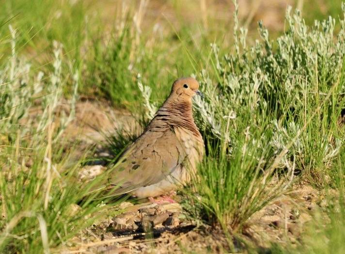 Mourning Dove on Seedskadee National Wildlife Refuge by Tom Koerner/USFWS Mountain Prairie is licensed under CC BY 2.0.